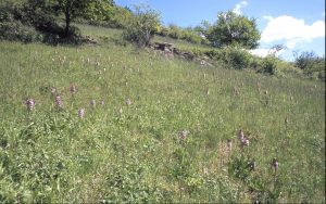 Orchis purpurea 80 - Biotop