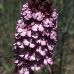 Orchis purpurea 81