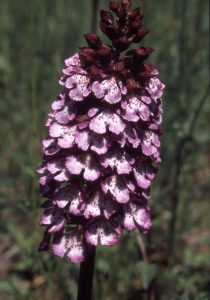 Orchis purpurea 81