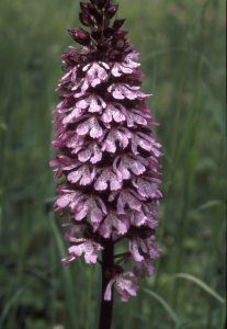 Orchis purpurea 82