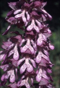 Orchis purpurea 83 x O.militaris