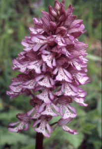 Orchis purpurea 84 x O.militaris