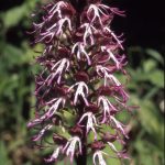 Orchis simia 85 x O.simia