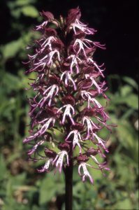 Orchis simia 85 x O.simia