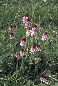 Orchis ustulata 87