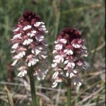 Orchis ustulata 88