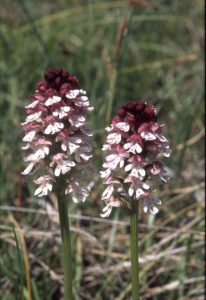 Orchis ustulata 88