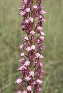 Orchis ×spuria Blüte 68