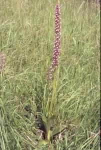 Orchis ×spuria Habitus 67