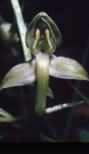 Platanthera bifolia 123 - Pl. bifolia x Pl. chlorantha