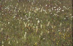 Platanthera bifolia 92
