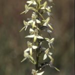 Platanthera bifolia 93