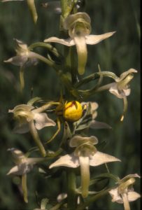 Platanthera chlorantha 122