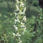 Platanthera chlorantha 94