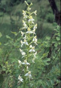 Platanthera chlorantha 94