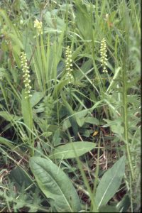 Pseudorchis albida 90