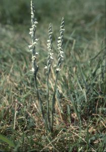 Spiranthes spiralis 95