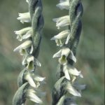 Spiranthes spiralis 96