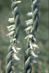 Spiranthes spiralis 96