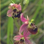 Ophrys fuciflora b