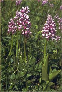 Orchis militaris a