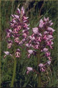 Orchis militaris b