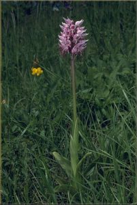 Orchis simia a