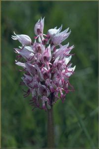 Orchis simia b