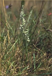 Spiranthes spiralis a