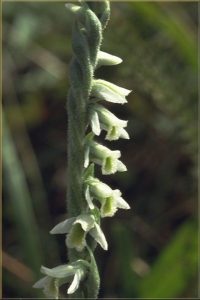 Spiranthes spiralis b