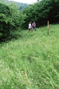 glatthaferwiese-IMAGE0024-640