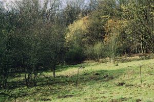 glatthaferwiese-IMAGE0029-640