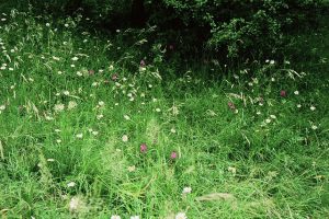 glatthaferwiese-IMAGE0036-640