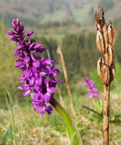 Blüte mit Fruchtstand