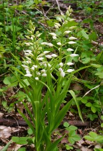 Cephalanthera longifolia Habitus